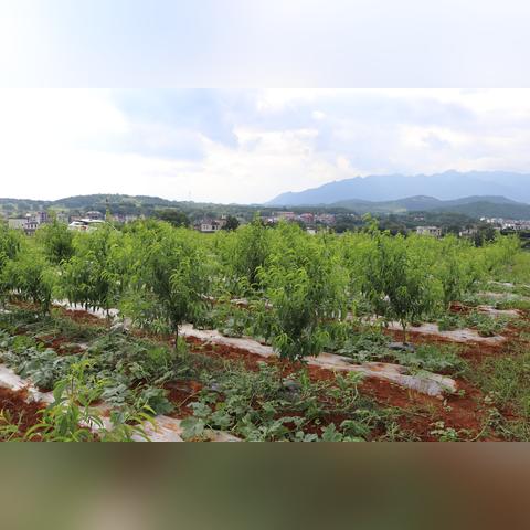 阜阳天气,四季流转间的平原生活 阜阳天气,四季流转间的平原生活