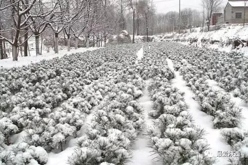 陕西发布暴雪天气,银装素裹下的三秦大地与民生保障 陕西发布暴雪天气,银装素裹下的三秦大地与民生保障